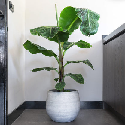 Esra Plant Pot - Concrete