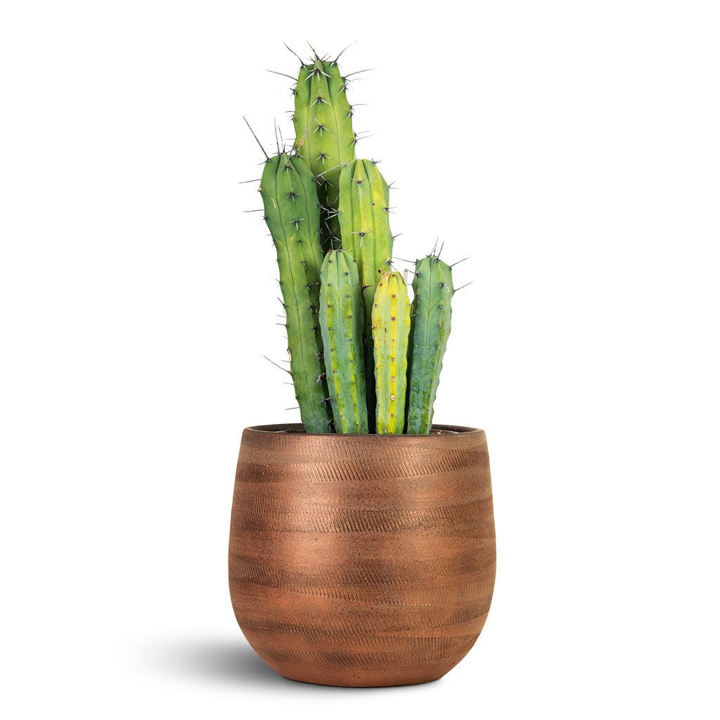 Joey Plant Pot - Shiny Copper