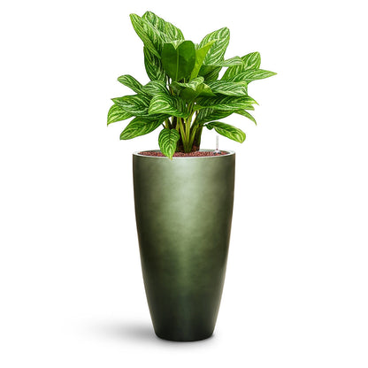 Gradient Partner Planter - XL Plant Display