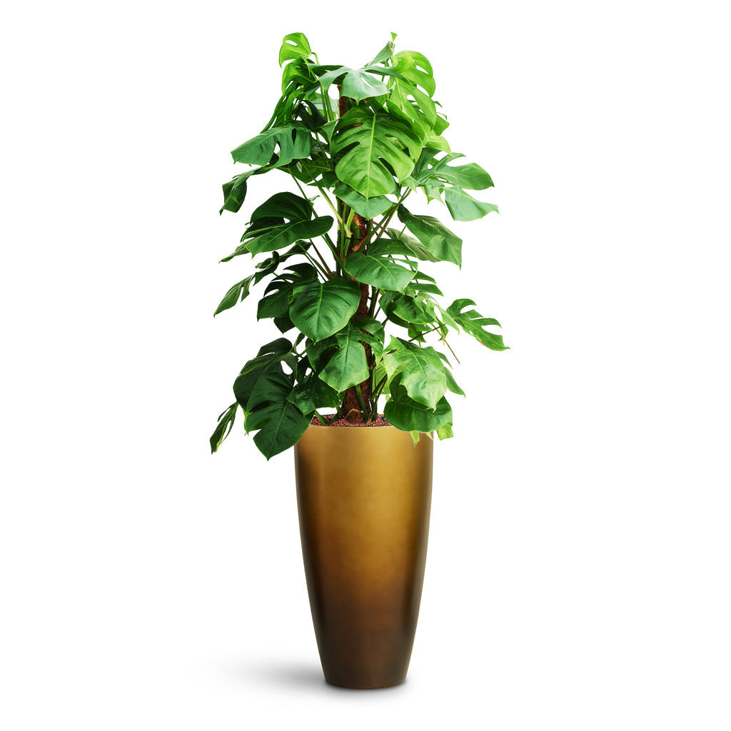 Gradient Partner Planter - Large Plant Display