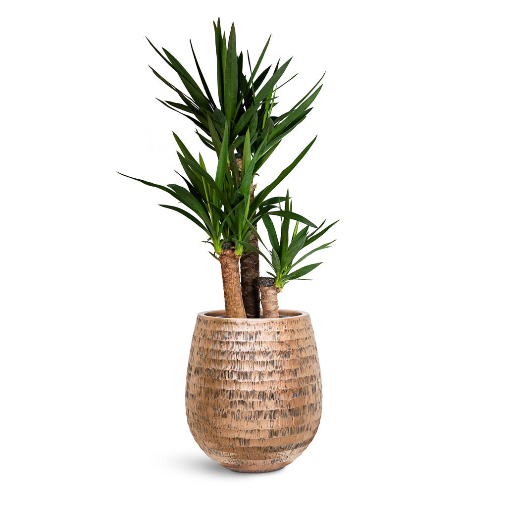 Opus Hammered Darcy Planter - Large Plant Display