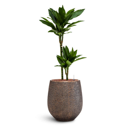 Opus Hit Darcy Planter - XL Plant Display
