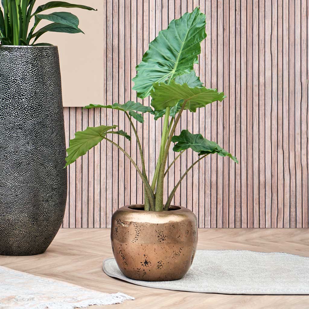 Opus Raw Couple Planter - XL Plant Display