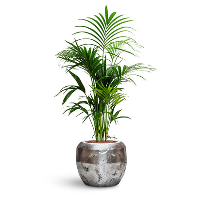 Opus Raw Couple Planter - XL Plant Display