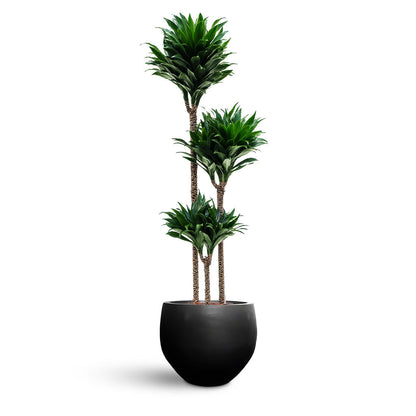 Orb Natural Planter - XL Plant Display