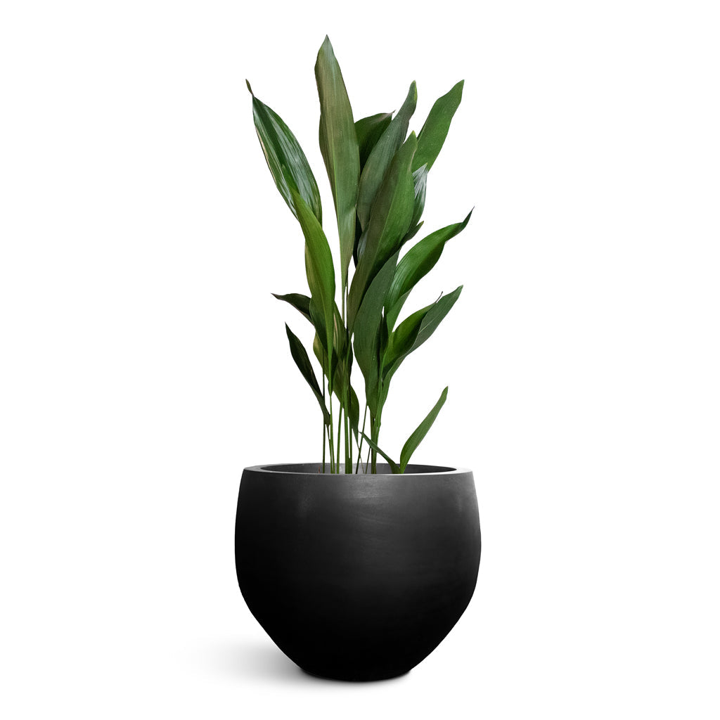 Orb Natural Planter - XL Plant Display