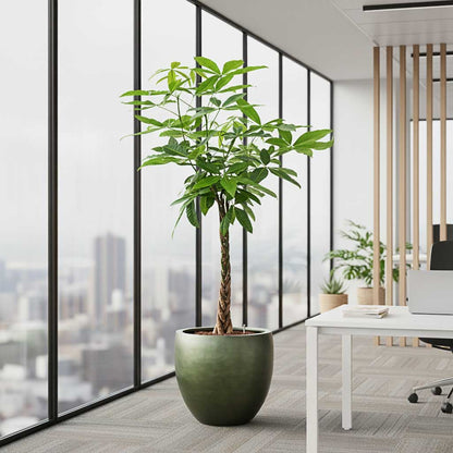 Gradient Balloon Planter - Large Plant Display