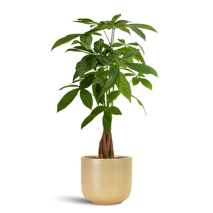 Nine Plant Pot - Concrete