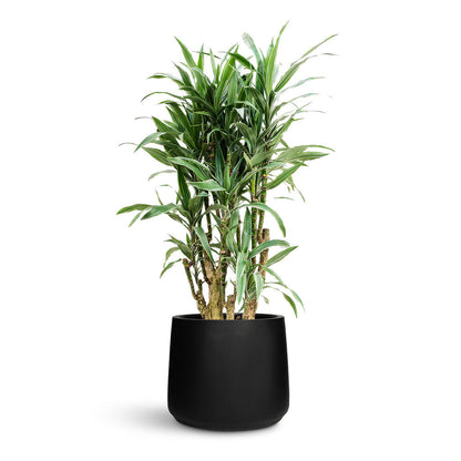 Patt Natural Planter - XL Plant Display