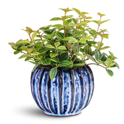Cassie Plant Pot - Kobalt