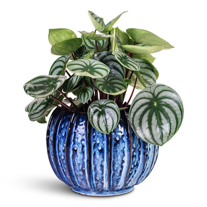 Cassie Plant Pot - Kobalt