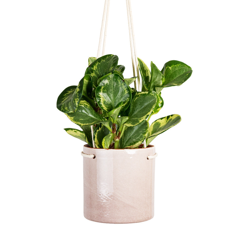 Kai Hanging Plant Pot - Blush