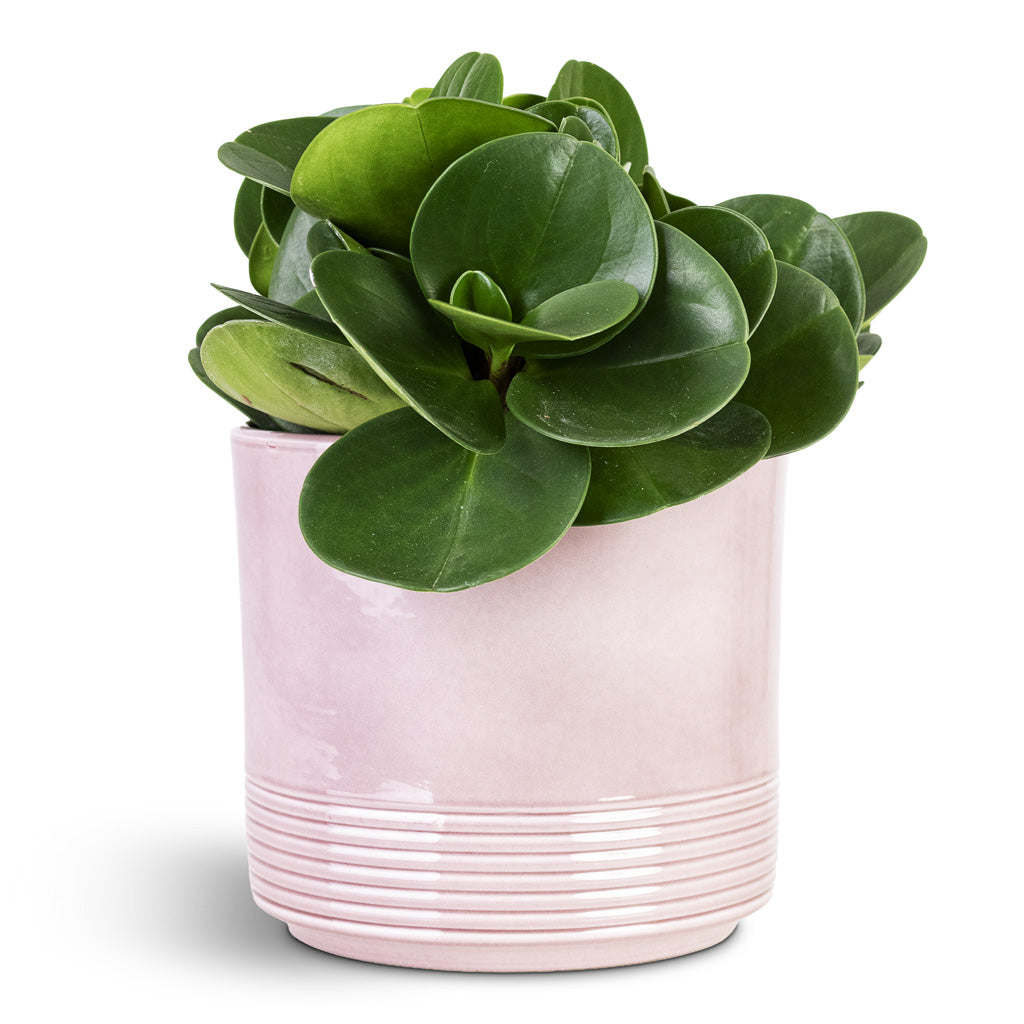 Munich Plant Pot - Rose Gloss