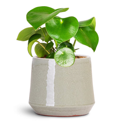 Common Plant Pot - Shiny Olive
