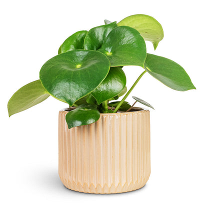 Willow Ribbed Plant Pot - Sepia