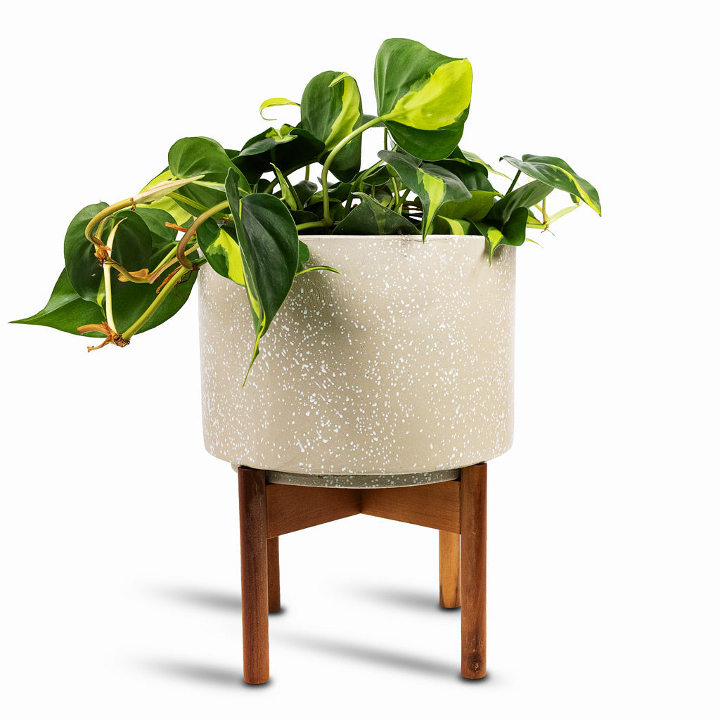 Valetta Plant Pot with Wooden Stand - Speckled Ivory
