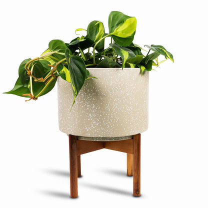 Valetta Plant Pot with Wooden Stand - Speckled Ivory
