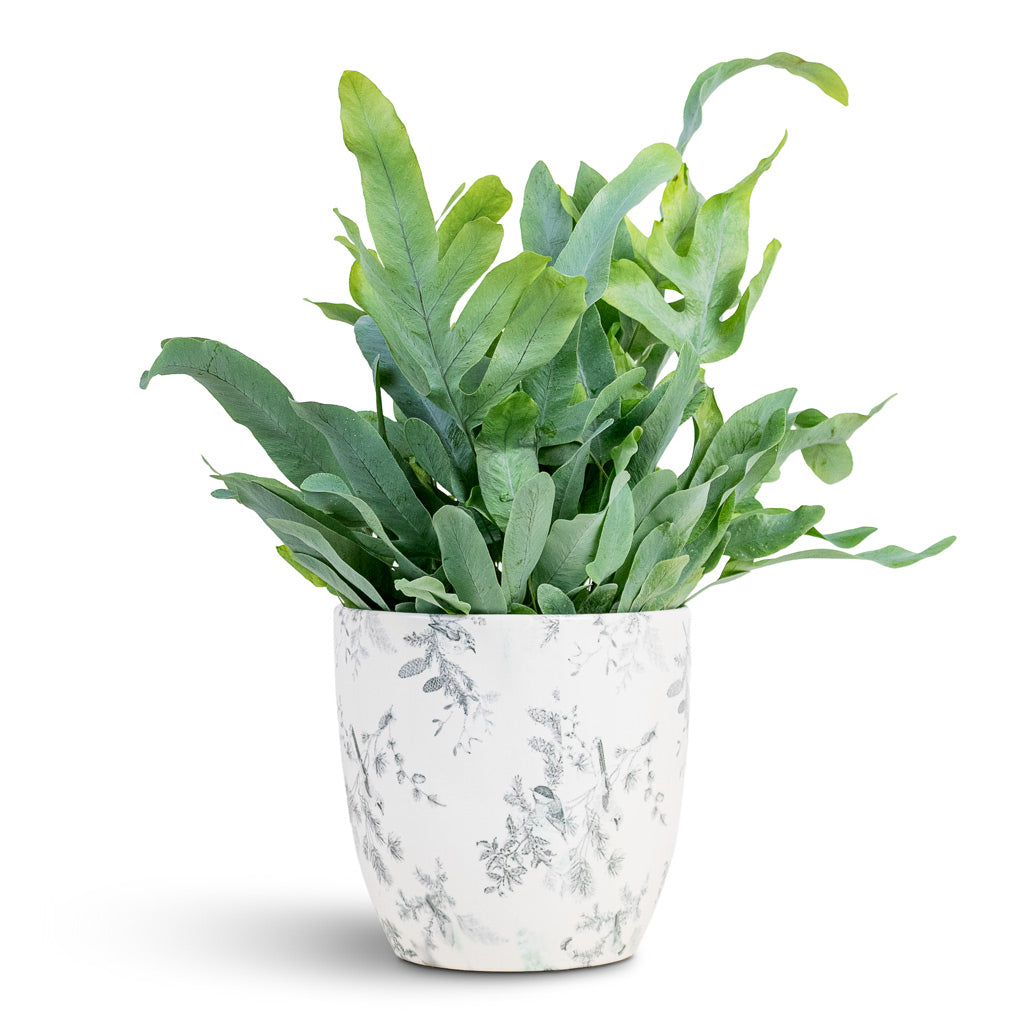 Monza Plant Pot - Vintage Bird