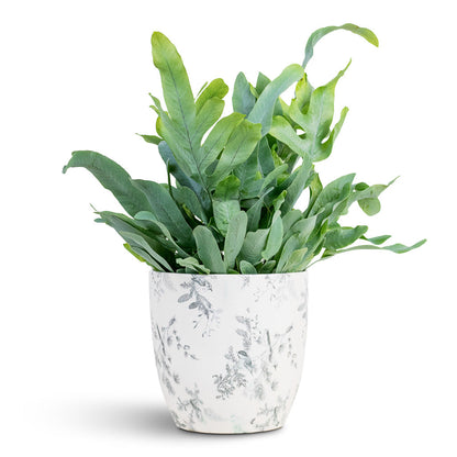 Monza Plant Pot - Vintage Bird