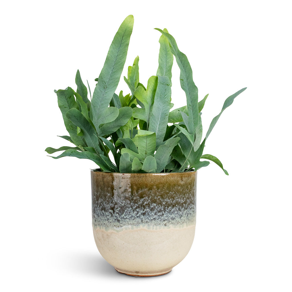 Rowe Glaze Plant Pot - Olive Wash
