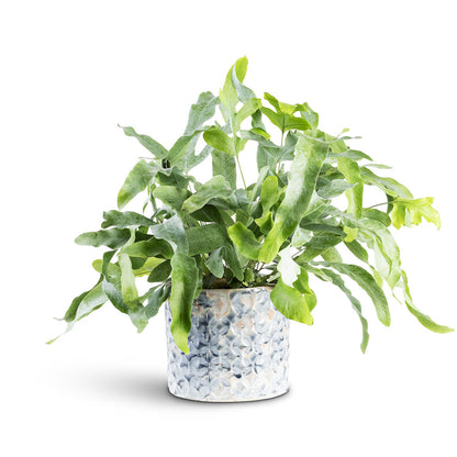 Terni Plant Pot - Denim