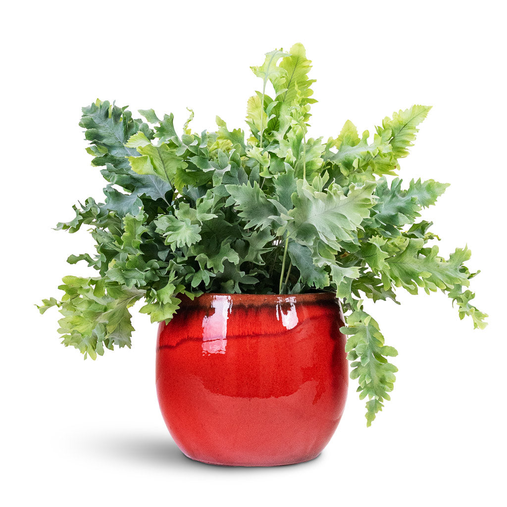 Charlotte Plant Pot - Red