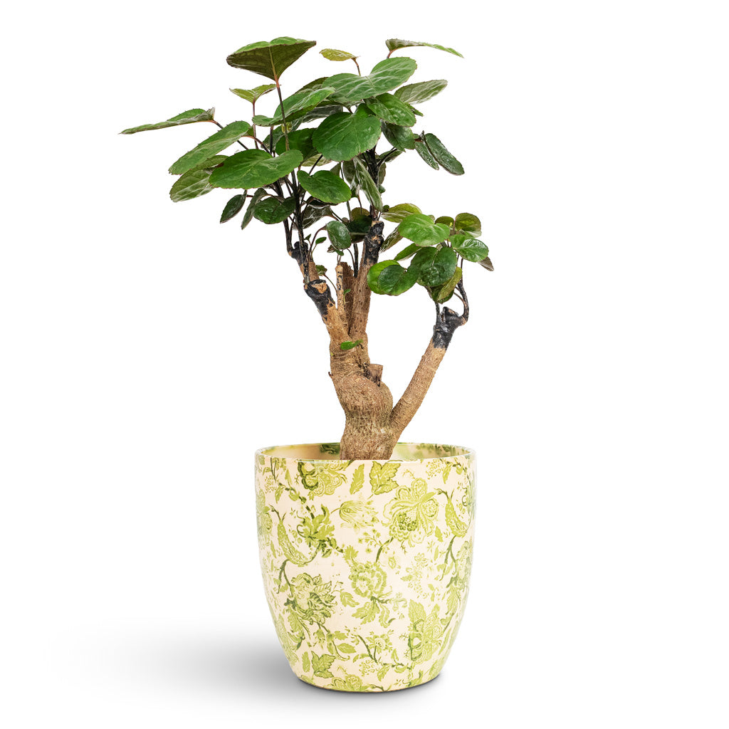 Monza Plant Pot - Vintage Green