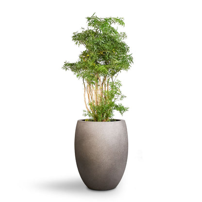 Grigio Tall Balloon - Large Plant Display