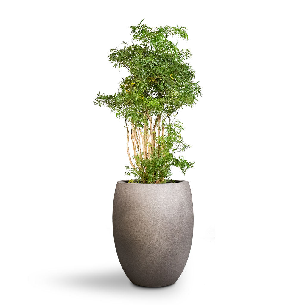 Grigio Tall Balloon - XL Plant Display