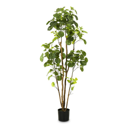 Polyscias Roble Tree - Potted - Artificial