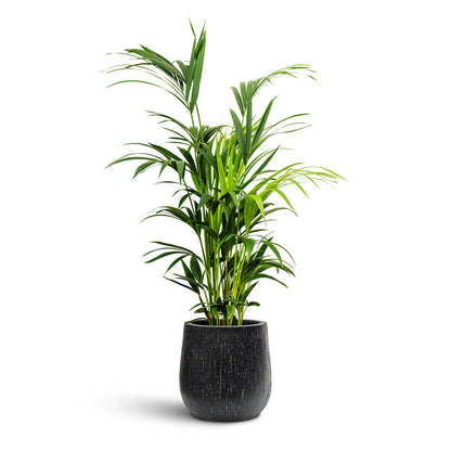 Raindrop Couple Balloon Planter - Large Plant Display