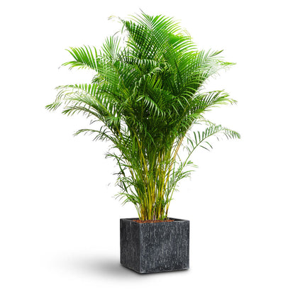 Raindrop Cube Planter - XL Plant Display