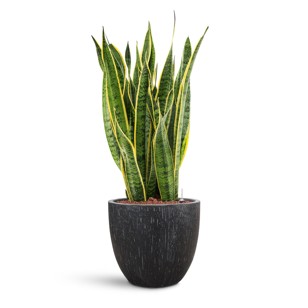 Raindrop Egg Planter - XL Plant Display