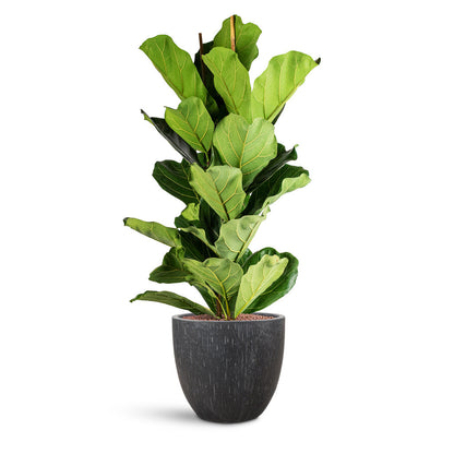 Raindrop Egg Planter - XL Plant Display