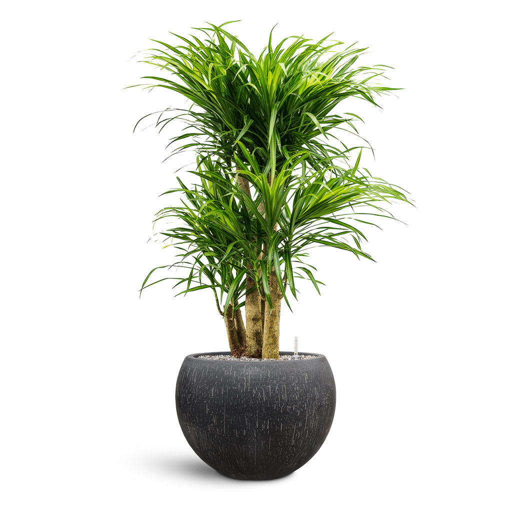 Raindrop Globe Planter - XL Plant Display