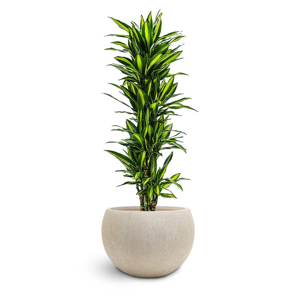 Raindrop Globe Planter - Large Plant Display