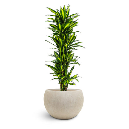 Raindrop Globe Planter - Large Plant Display