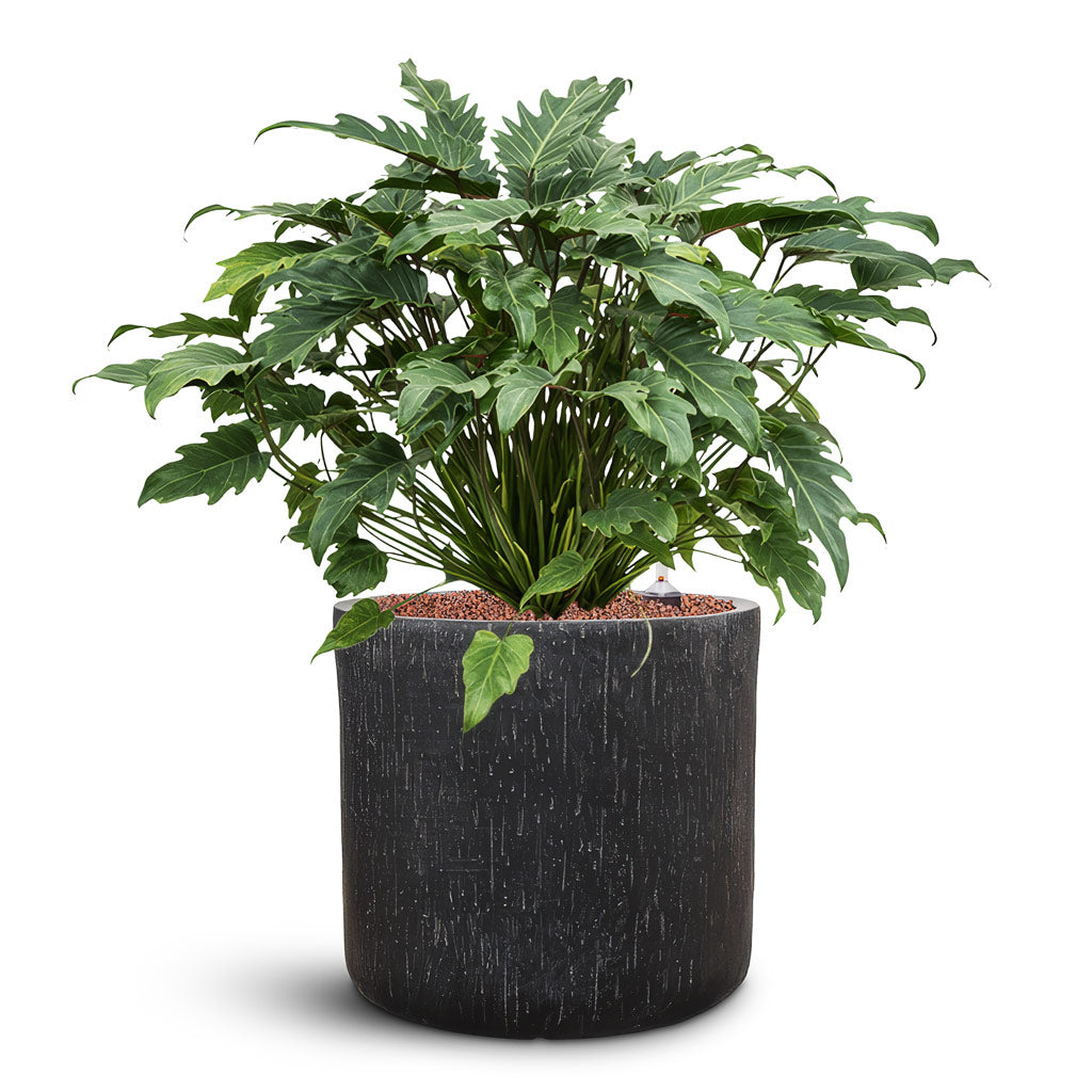 Raindrop Round Planter - XL Plant Display
