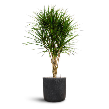 Raindrop Round Planter - XL Plant Display