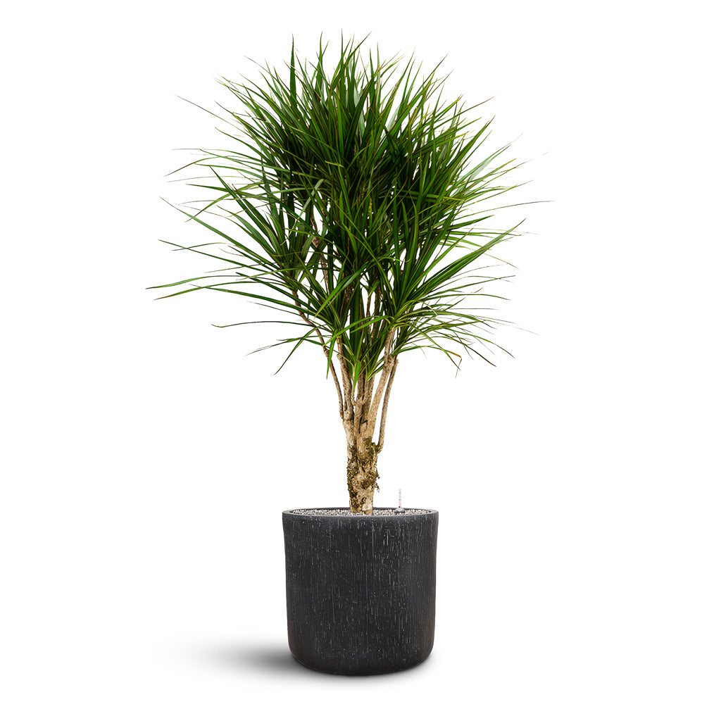 Raindrop Round Planter - Large Plant Display