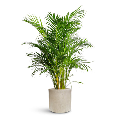 Raindrop Round Planter - Large Plant Display