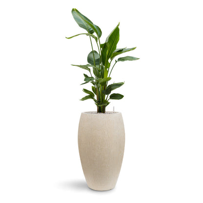 Raindrop Tall Balloon Planter - XL Plant Display
