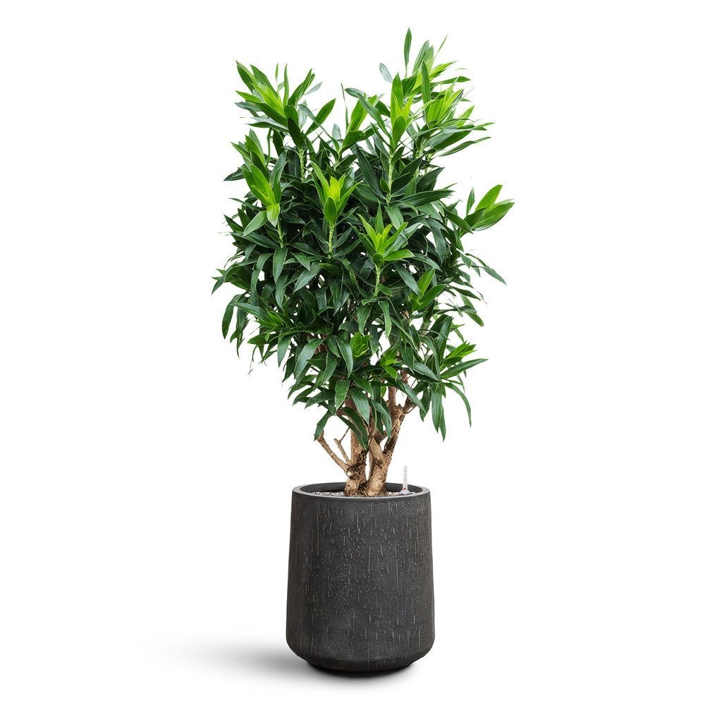 Raindrop Tube High Round Planter - XL Plant Display