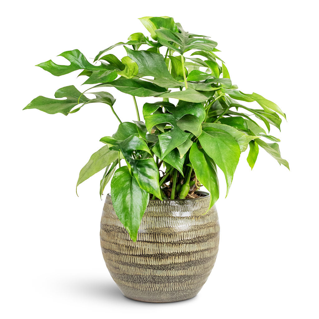 Manuel Plant Pot - Shiny Thyme