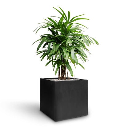 Grigio Cube Planter  - XL Plant Display
