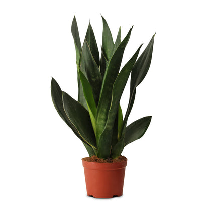 Sansevieria trifasciata Black Diamond - Snake Plant