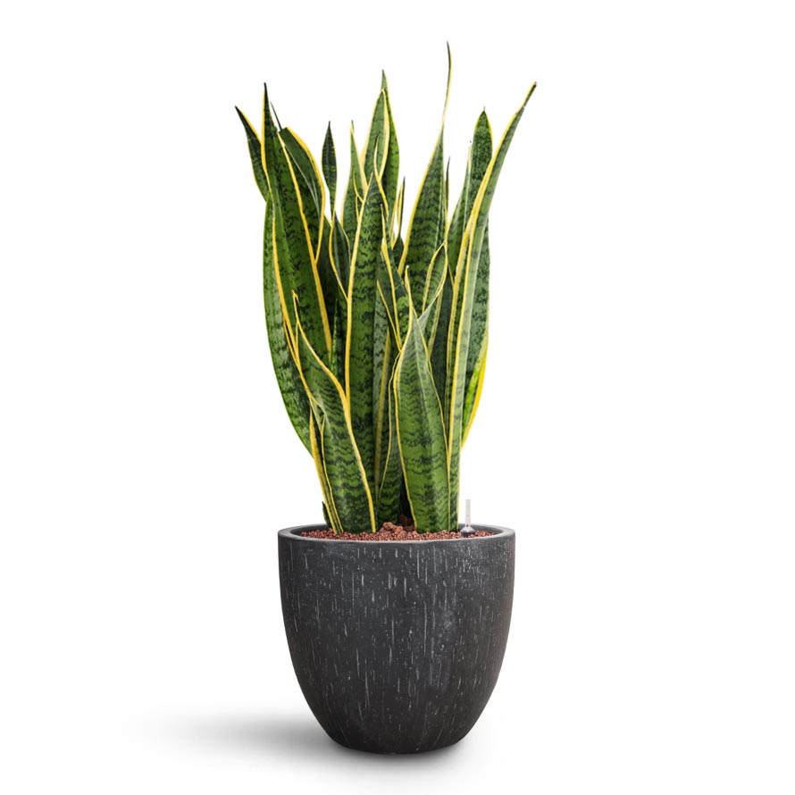 Raindrop Egg Planter - XL Plant Display