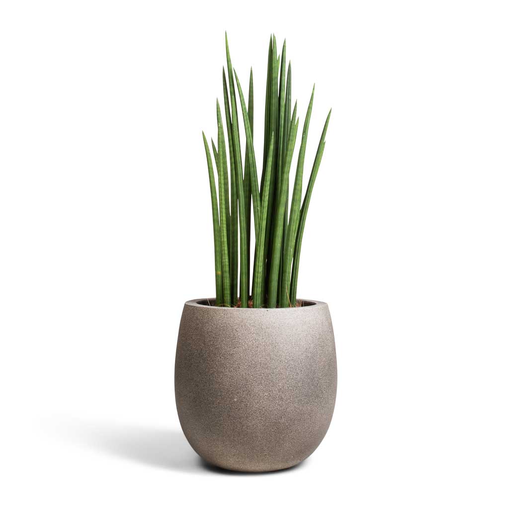 Grigio Balloon - Large Plant Display