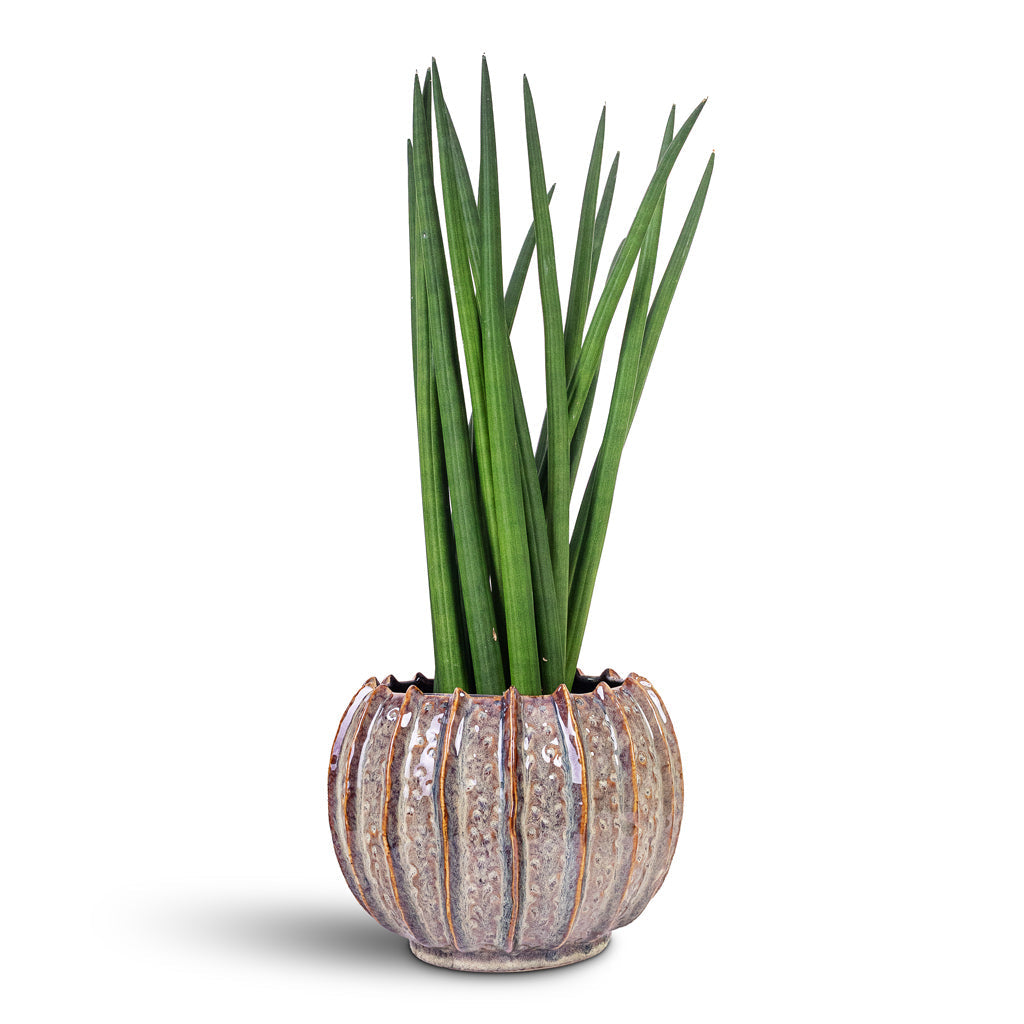 Cassie Plant Pot - Mint