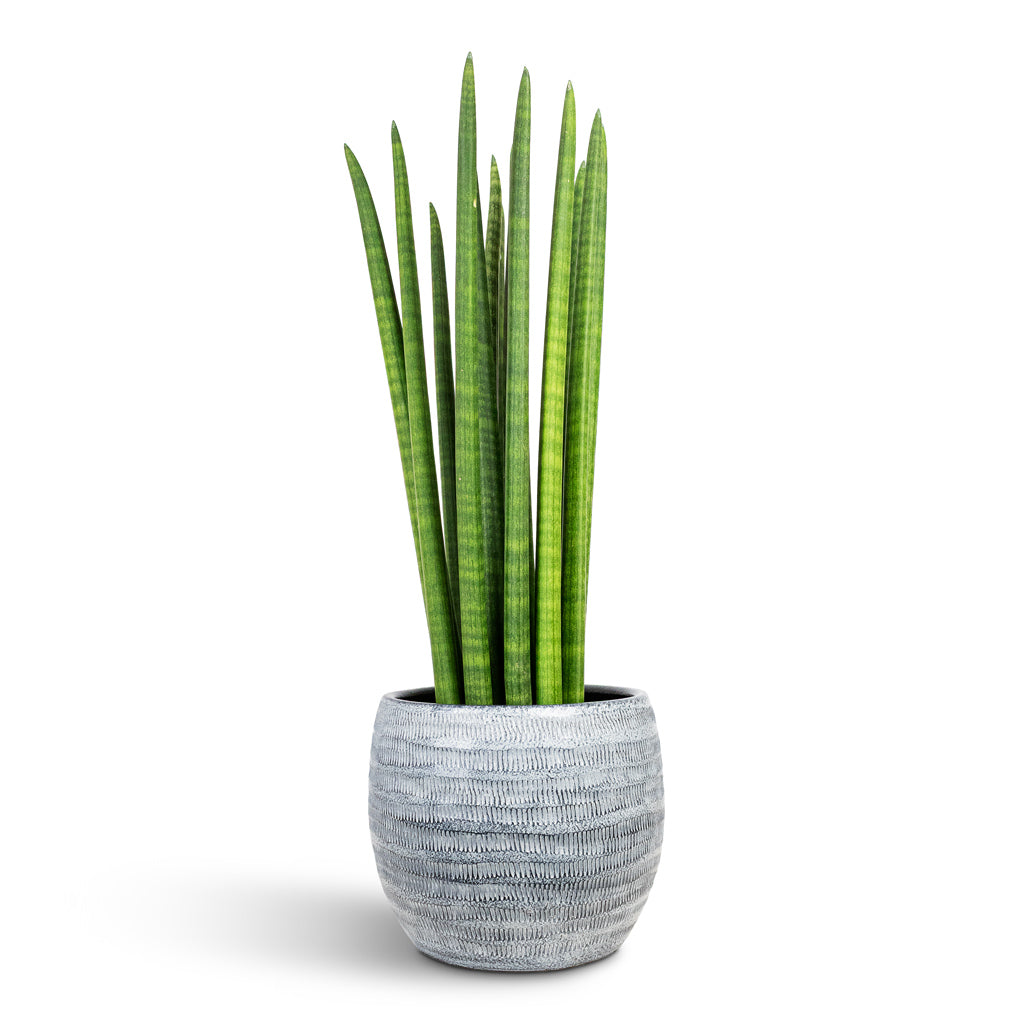 Manuel Plant Pot - Shiny Grey